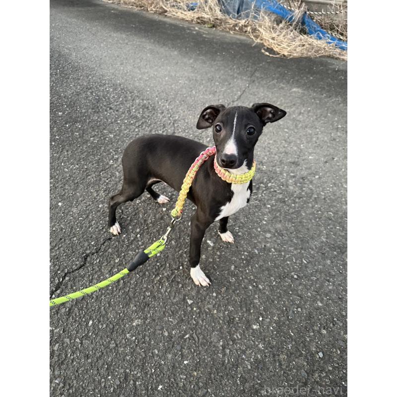 販売中の埼玉県のイタリアングレーハウンド(イタグレ)-433460の2枚目