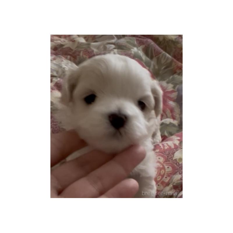 販売中の滋賀県のマルチーズ-430675の97枚目