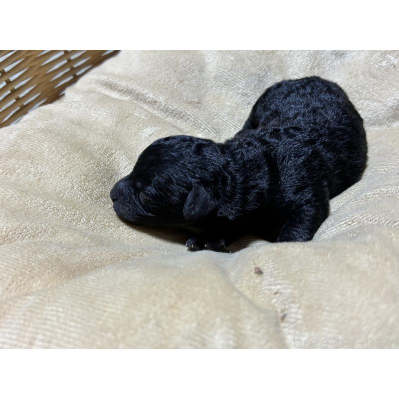 販売中の千葉県のトイプードル-435473の6枚目