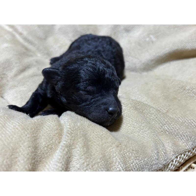 販売中の千葉県のトイプードル-435473の5枚目