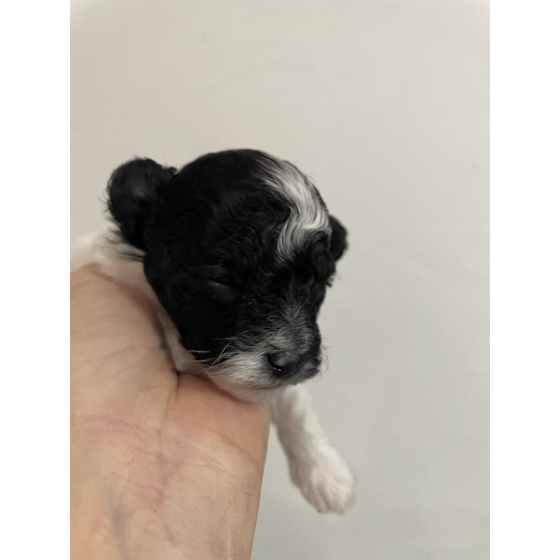 販売中の福岡県のティーカッププードル-433462の3枚目