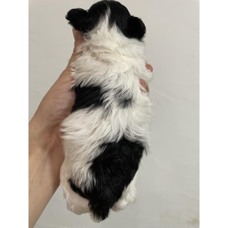 販売中の福岡県のティーカッププードル-433462の2枚目