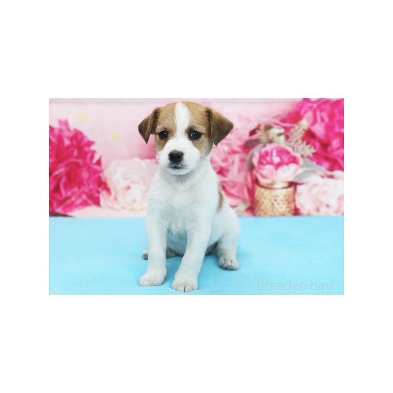 販売中の神奈川県のジャックラッセルテリア-428619