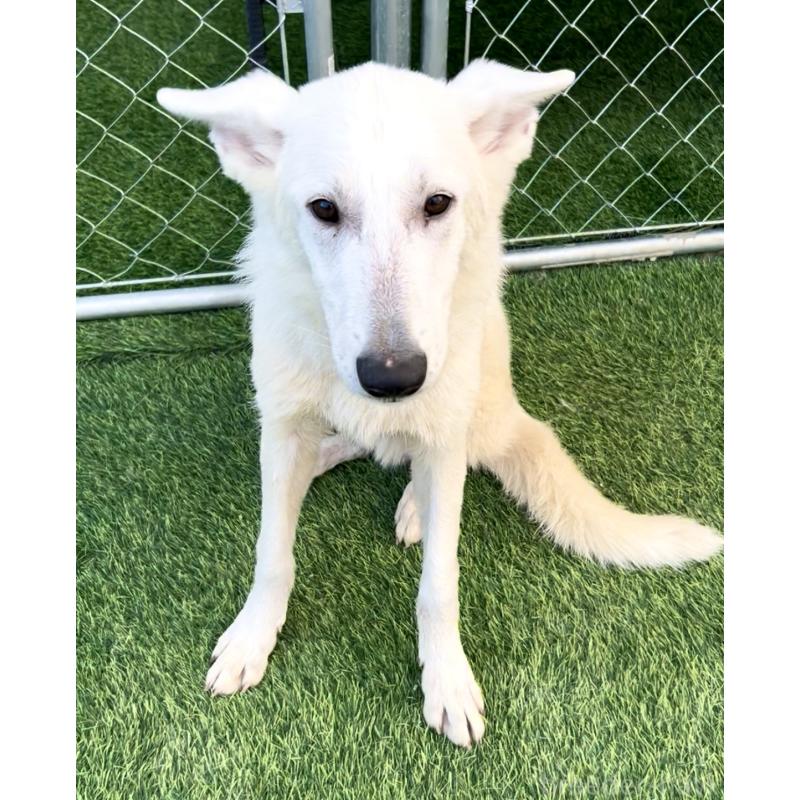 商談中の奈良県のホワイトシェパード-432256の5枚目