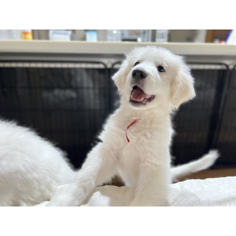販売中の静岡県のグレートピレニーズ-433464の8枚目