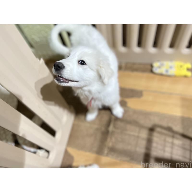 販売中の静岡県のグレートピレニーズ-433464の7枚目