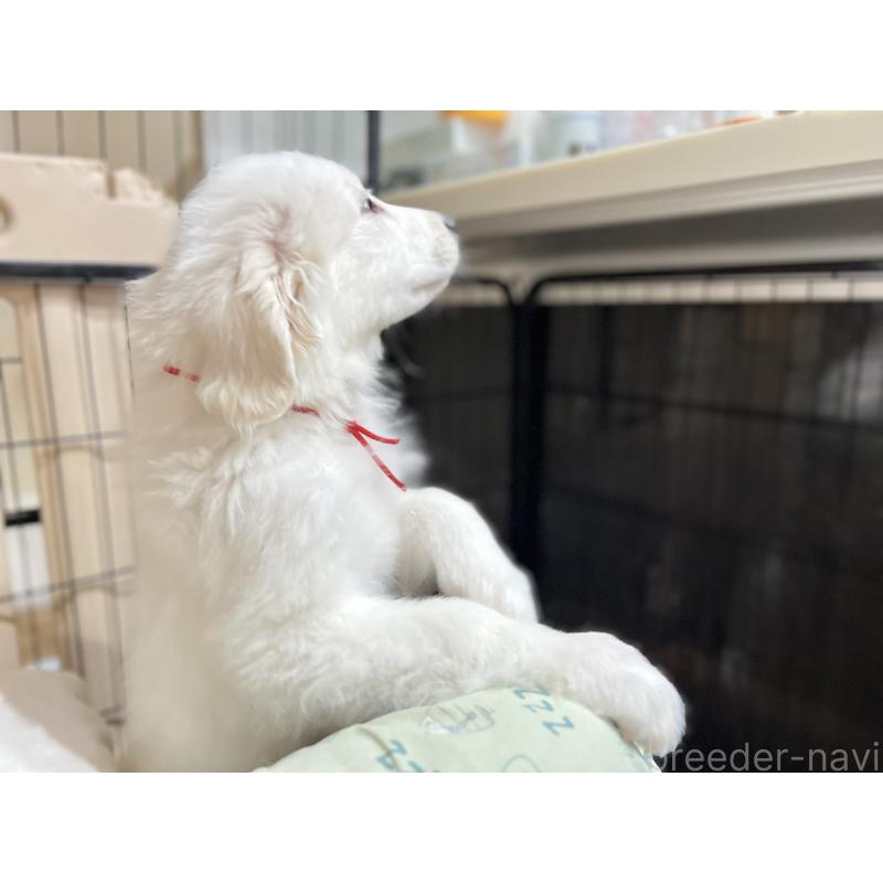 販売中の静岡県のグレートピレニーズ-433464の5枚目