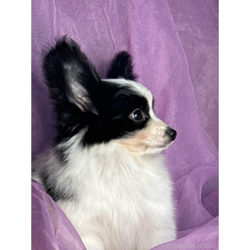 販売中の三重県のパピヨン-429205の5枚目