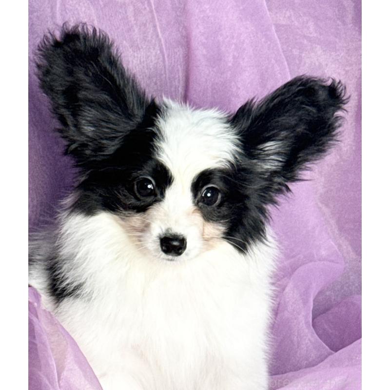 販売中の三重県のパピヨン-429205の4枚目