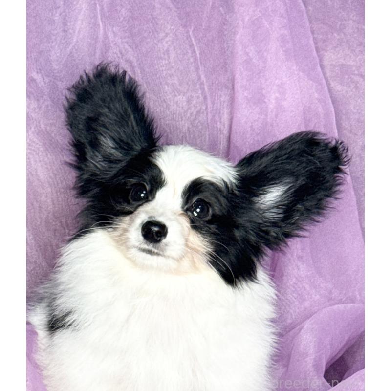 販売中の三重県のパピヨン-429205の3枚目