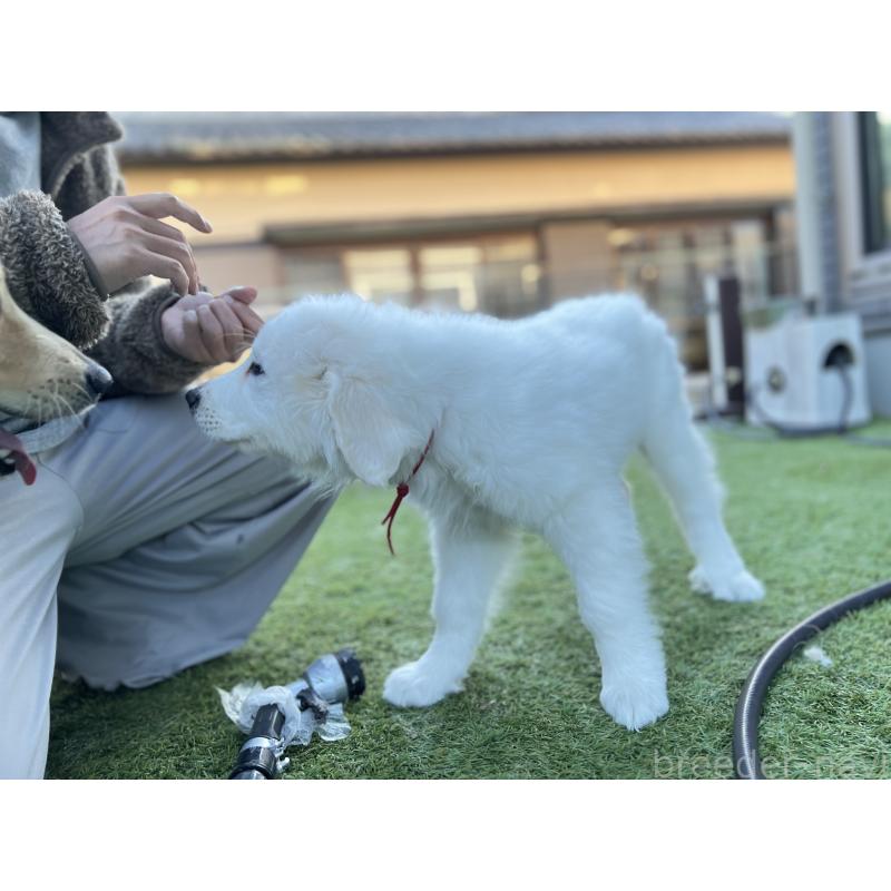 販売中の静岡県のグレートピレニーズ-433464の2枚目