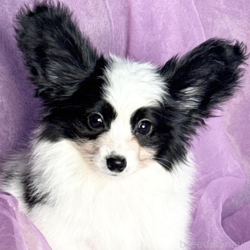 販売中の三重県のパピヨン-429205