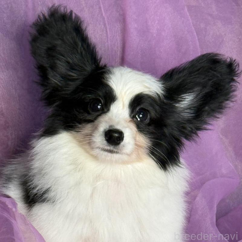 販売中の三重県のパピヨン-429205の2枚目