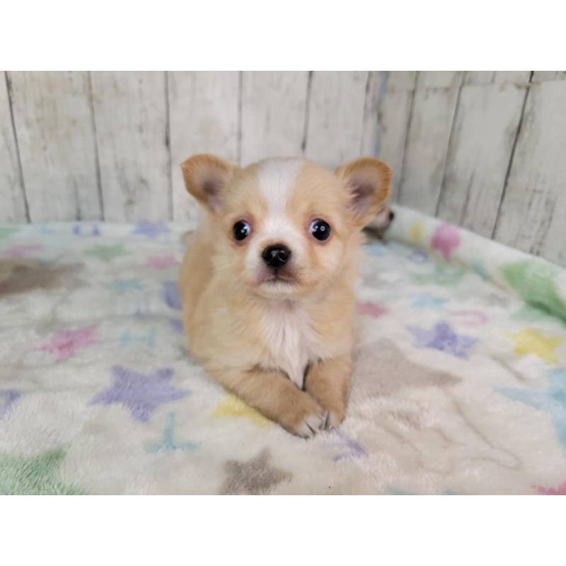 成約済の三重県のチワワ(ロングコート)-430357の4枚目