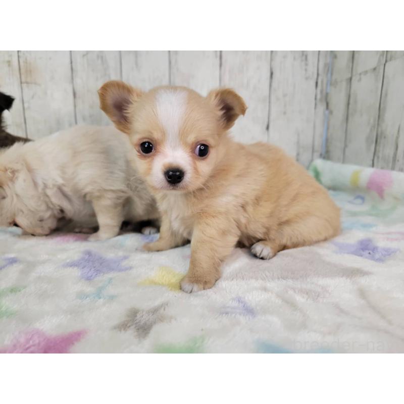 成約済の三重県のチワワ(ロングコート)-430357の5枚目