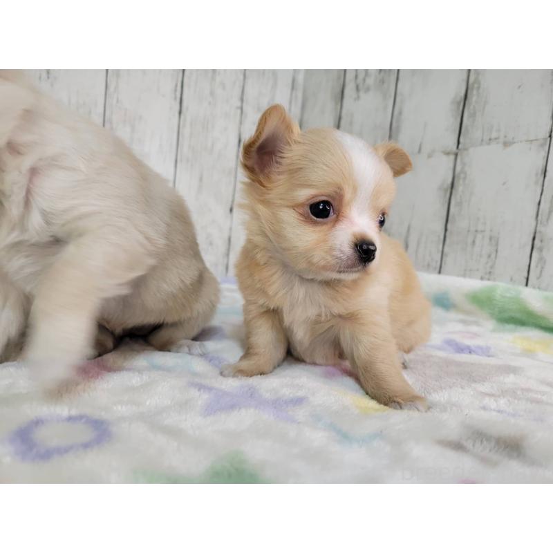 成約済の三重県のチワワ(ロングコート)-430357の3枚目