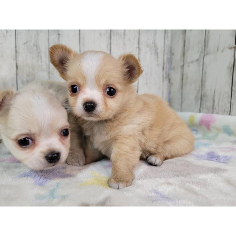 成約済の三重県のチワワ(ロングコート)-430357の2枚目