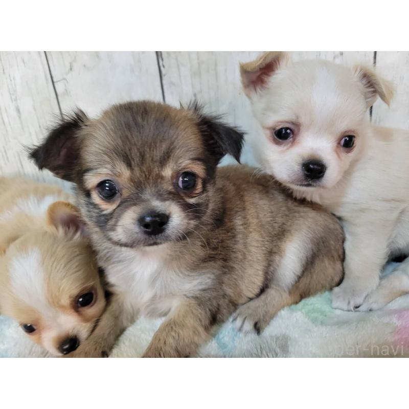 成約済の三重県のチワワ(ロングコート)-430358の5枚目