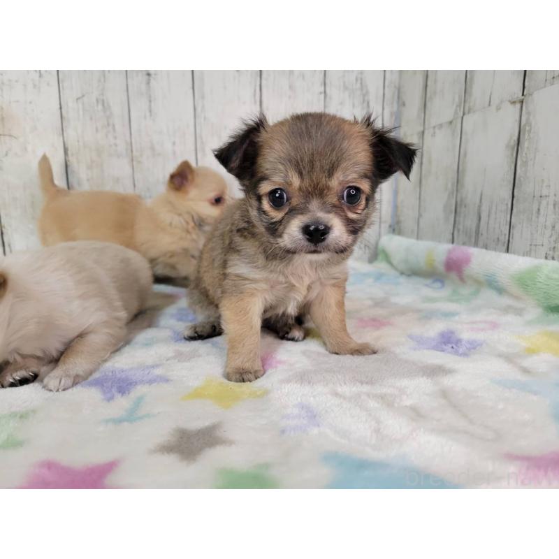 成約済の三重県のチワワ(ロングコート)-430358の4枚目