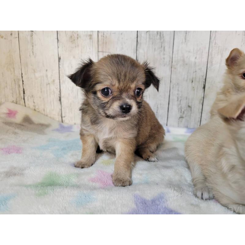 成約済の三重県のチワワ(ロングコート)-430358の3枚目