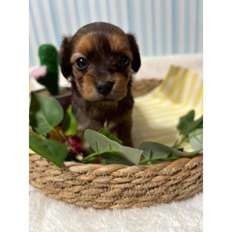 販売中の神奈川県のチワックス:チワワ×ミニチュアダックスフンド-433465の5枚目