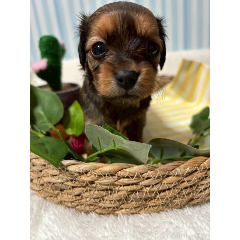 販売中の神奈川県のチワックス:チワワ×ミニチュアダックスフンド-433465の4枚目