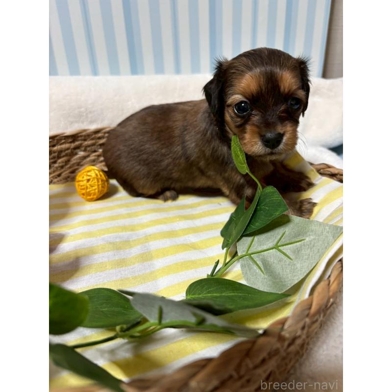 販売中の神奈川県のチワックス:チワワ×ミニチュアダックスフンド-433465の3枚目