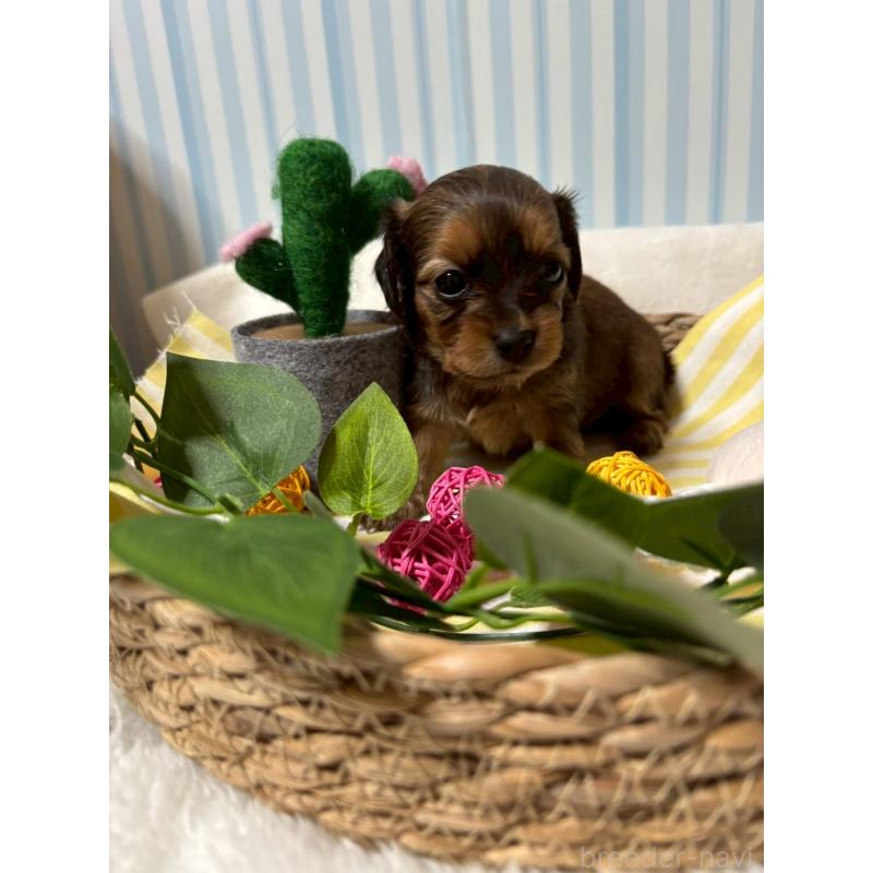 販売中の神奈川県のチワックス:チワワ×ミニチュアダックスフンド-433465の2枚目