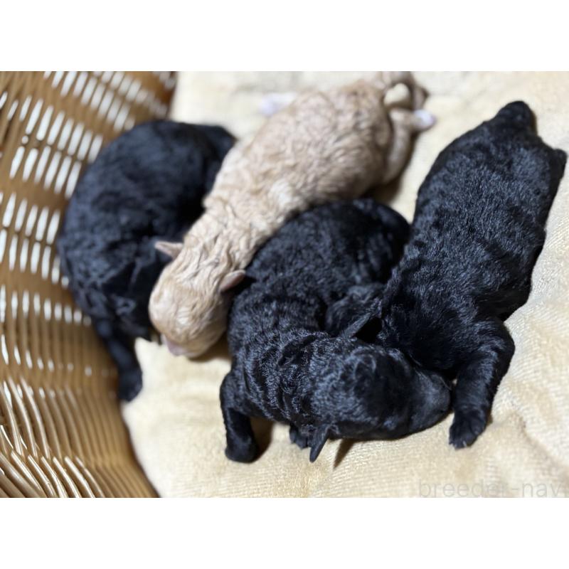 販売中の千葉県のトイプードル-435928の4枚目