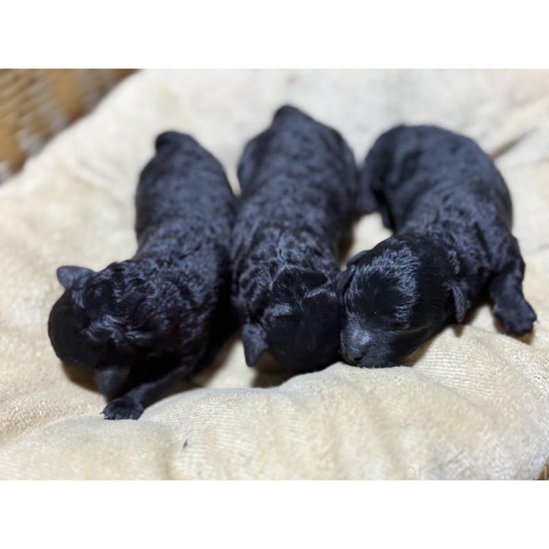 販売中の千葉県のトイプードル-435928の3枚目