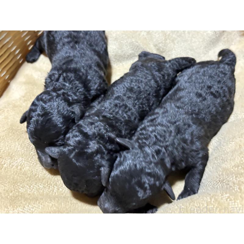 販売中の千葉県のトイプードル-435928の2枚目