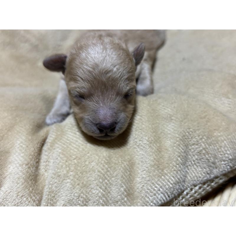 販売中の千葉県のトイプードル-435932の3枚目