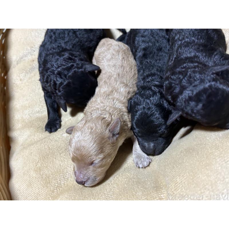 販売中の千葉県のトイプードル-435932の2枚目