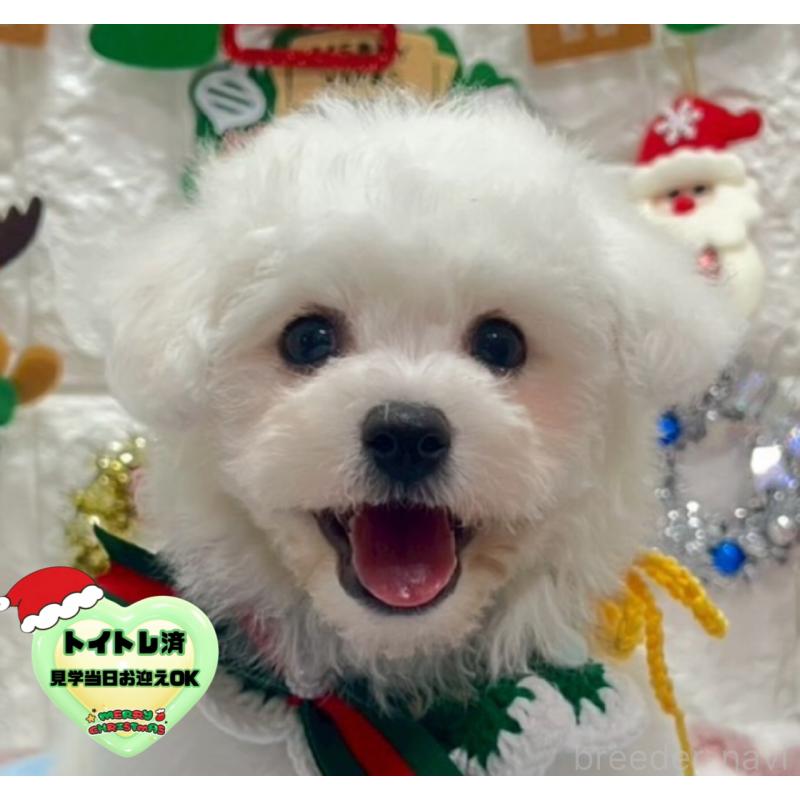 販売中の茨城県のビションフリーゼ-428281