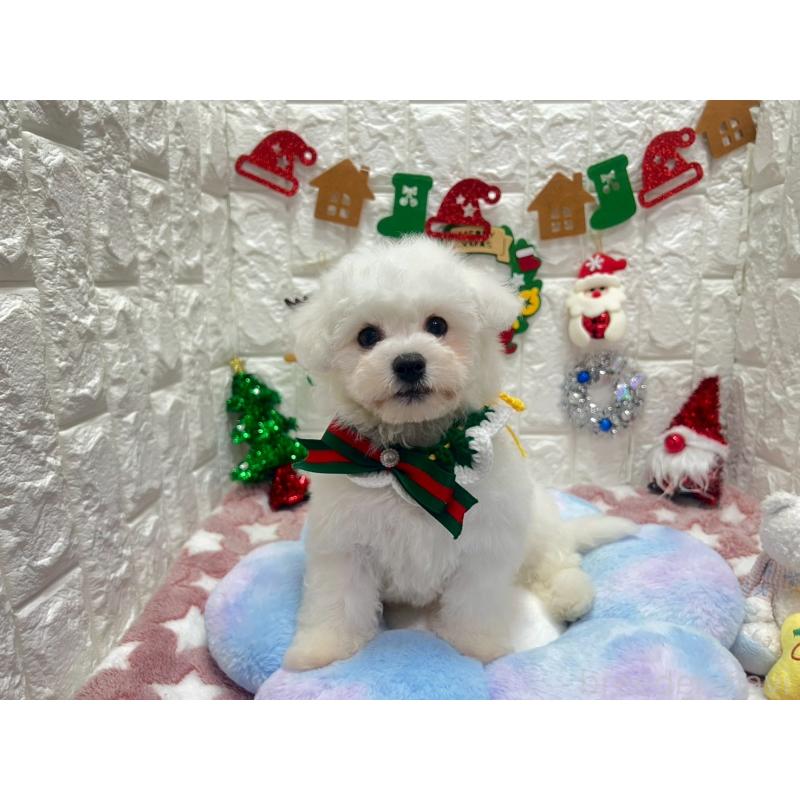 販売中の茨城県のビションフリーゼ-428281の6枚目