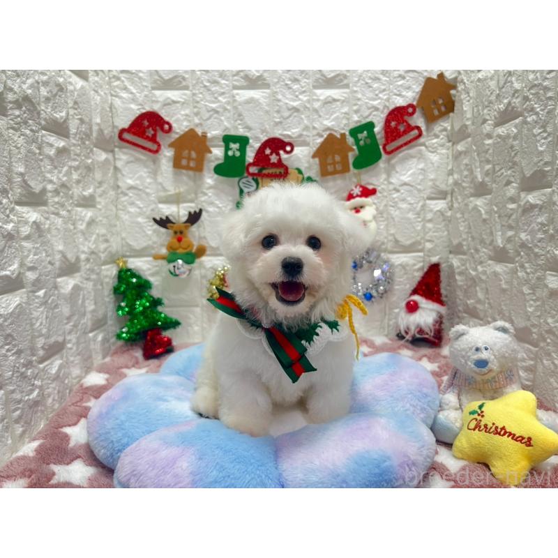 販売中の茨城県のビションフリーゼ-428281の4枚目