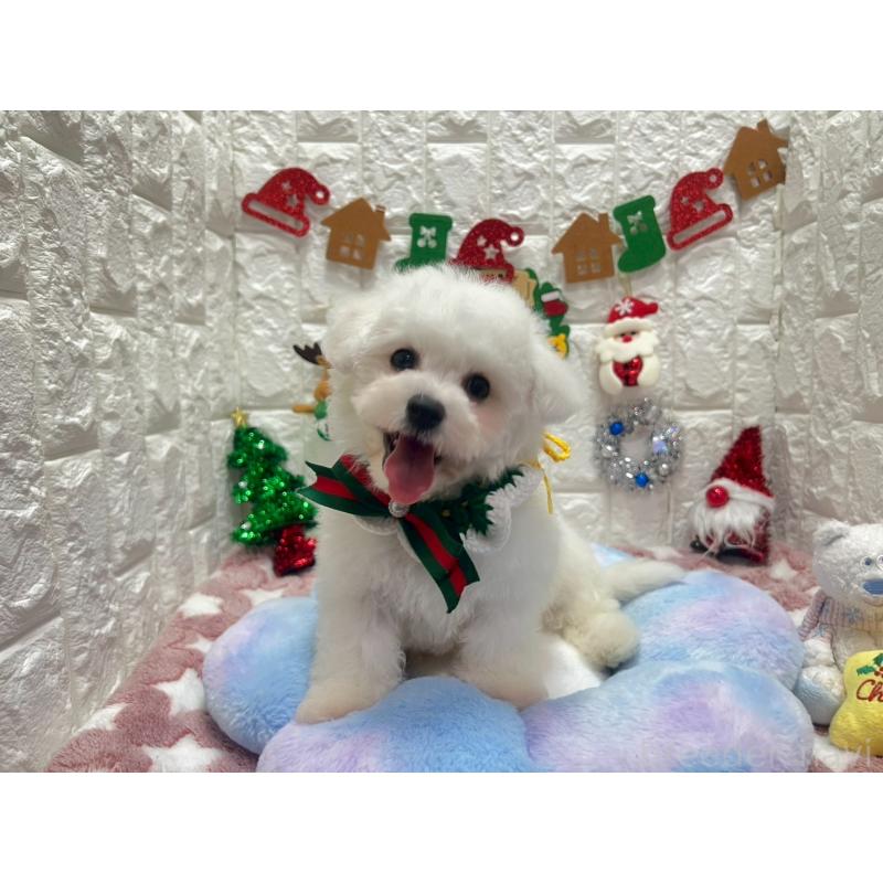 販売中の茨城県のビションフリーゼ-428281の3枚目