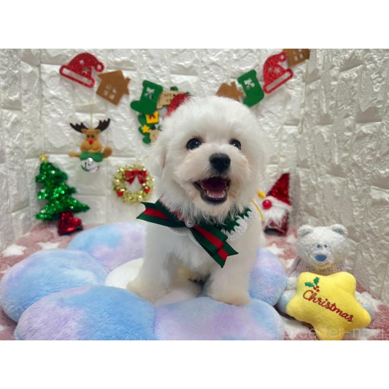 販売中の茨城県のビションフリーゼ-428281の2枚目