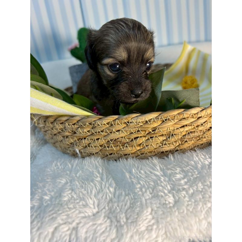 販売中の神奈川県のチワックス:チワワ×ミニチュアダックスフンド-433473の5枚目