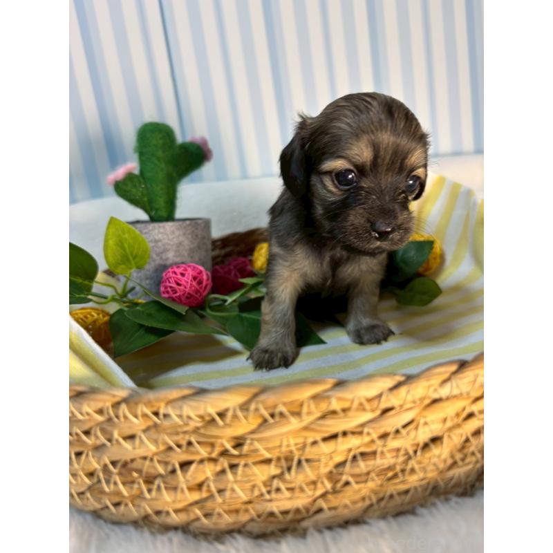 販売中の神奈川県のチワックス:チワワ×ミニチュアダックスフンド-433473の4枚目