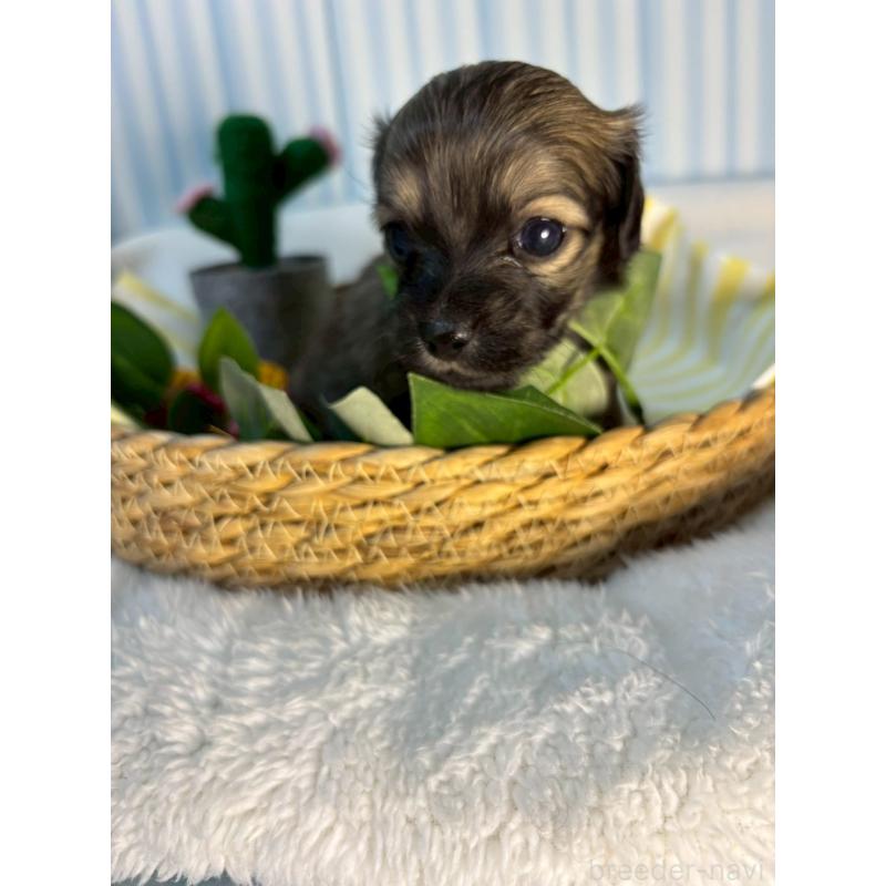 販売中の神奈川県のチワックス:チワワ×ミニチュアダックスフンド-433473の3枚目