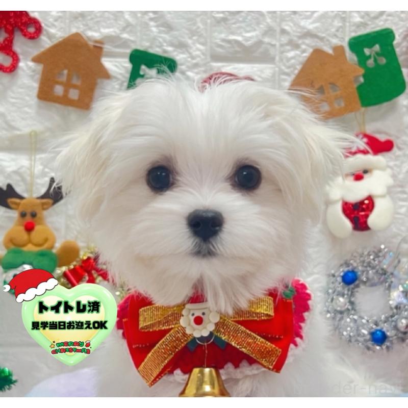 販売中の茨城県のマルチーズ-428303