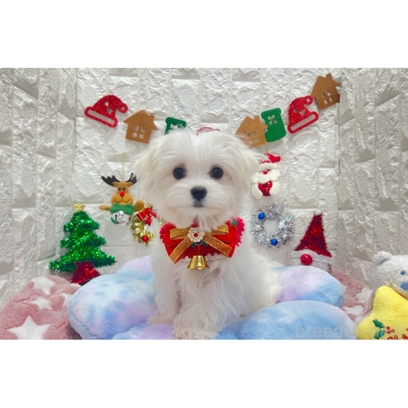 商談中の茨城県のマルチーズ-428303の2枚目