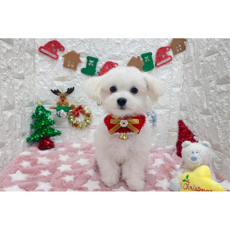 商談中の茨城県のチワマル:チワワ×マルチーズ-402707の2枚目