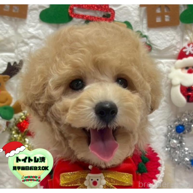 販売中の茨城県のビションプー:ビションフリーゼ×トイプードル-428282