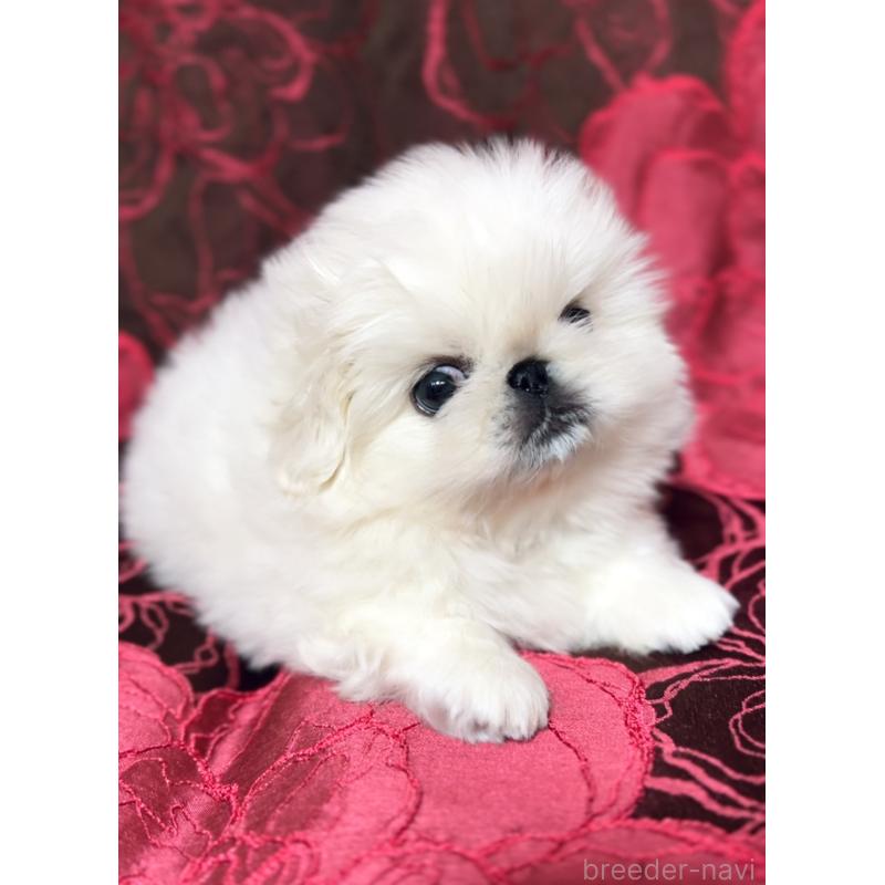 販売中の北海道のペキニーズ-433477の5枚目