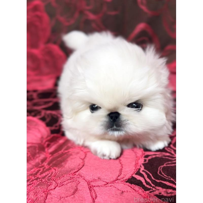 販売中の北海道のペキニーズ-433477の4枚目