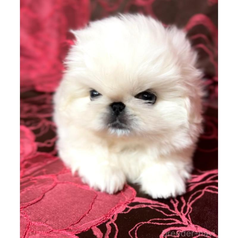 販売中の北海道のペキニーズ-433477の3枚目