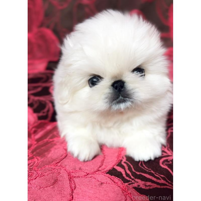 販売中の北海道のペキニーズ-433477の2枚目