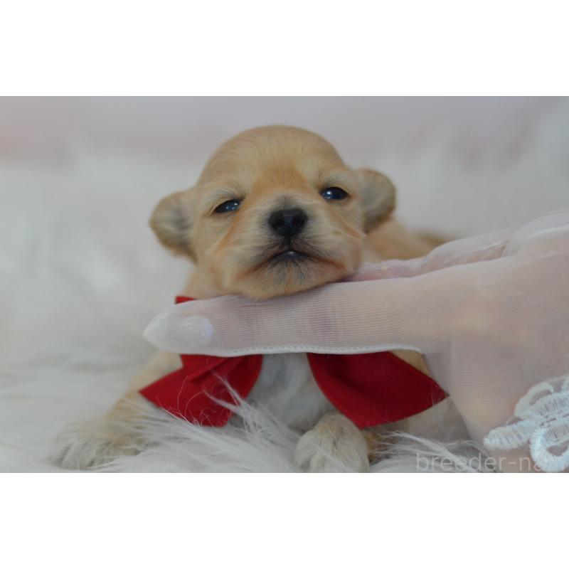 販売中の埼玉県のミックス犬-433481の9枚目